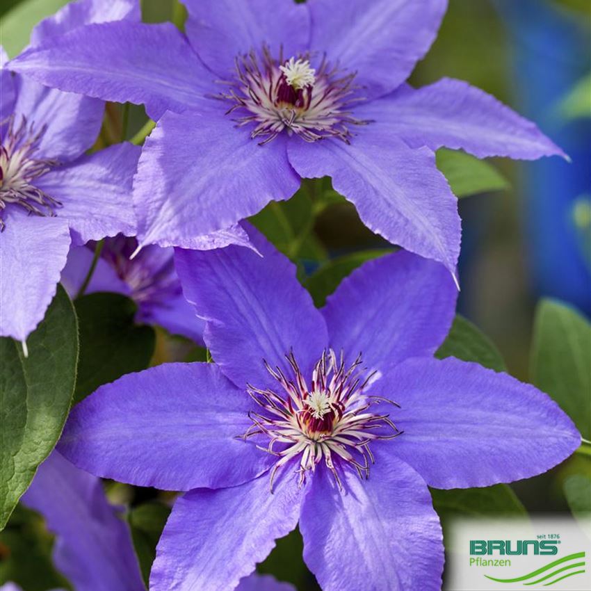 Clematis Hybriden von Bruns Pflanzen