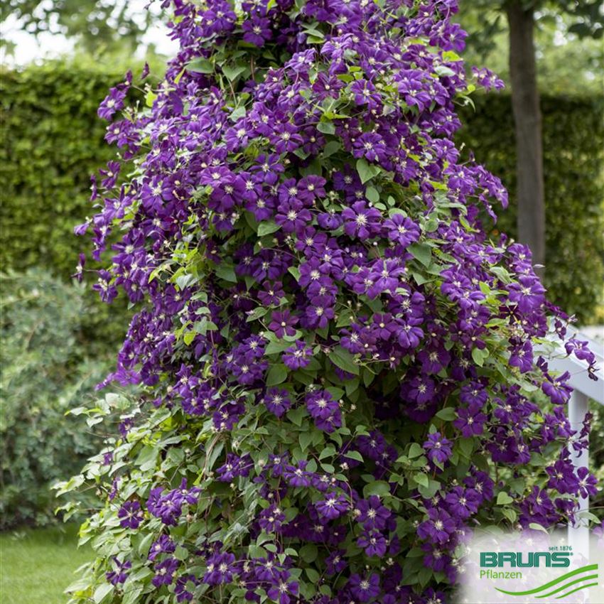 Clematis 'Etoile Violette' von Bruns Pflanzen