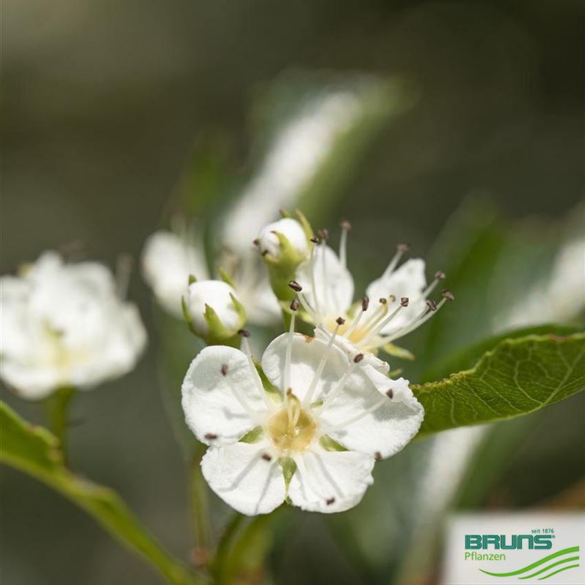 Crataegus crusgalli, HahnenspornWeißdorn von Bruns Pflanzen