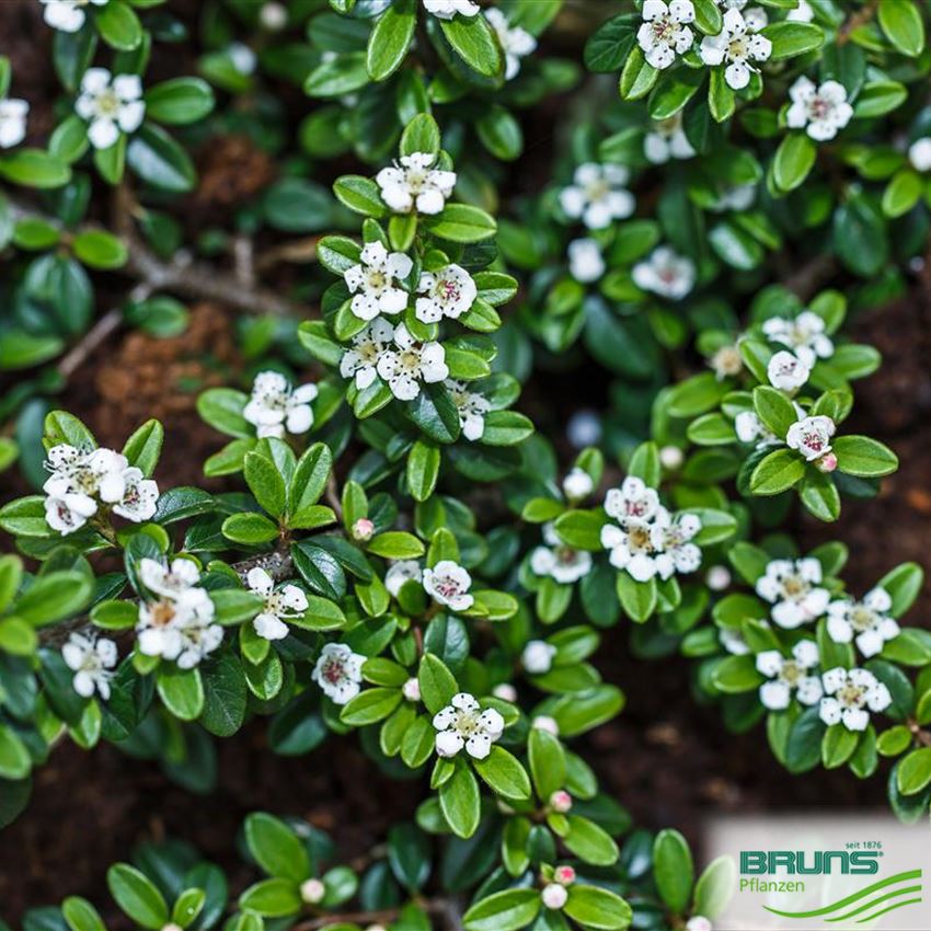 Faszinierend Cotoneaster Dammeri Coral Beauty Bilder