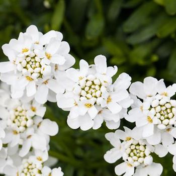 Iberis sempervirens 'Schneeflocke' von Bruns Pflanzen