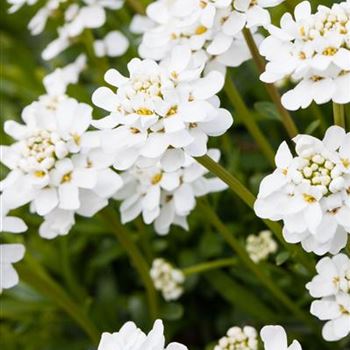 Iberis sempervirens 'Schneeflocke' von Bruns Pflanzen