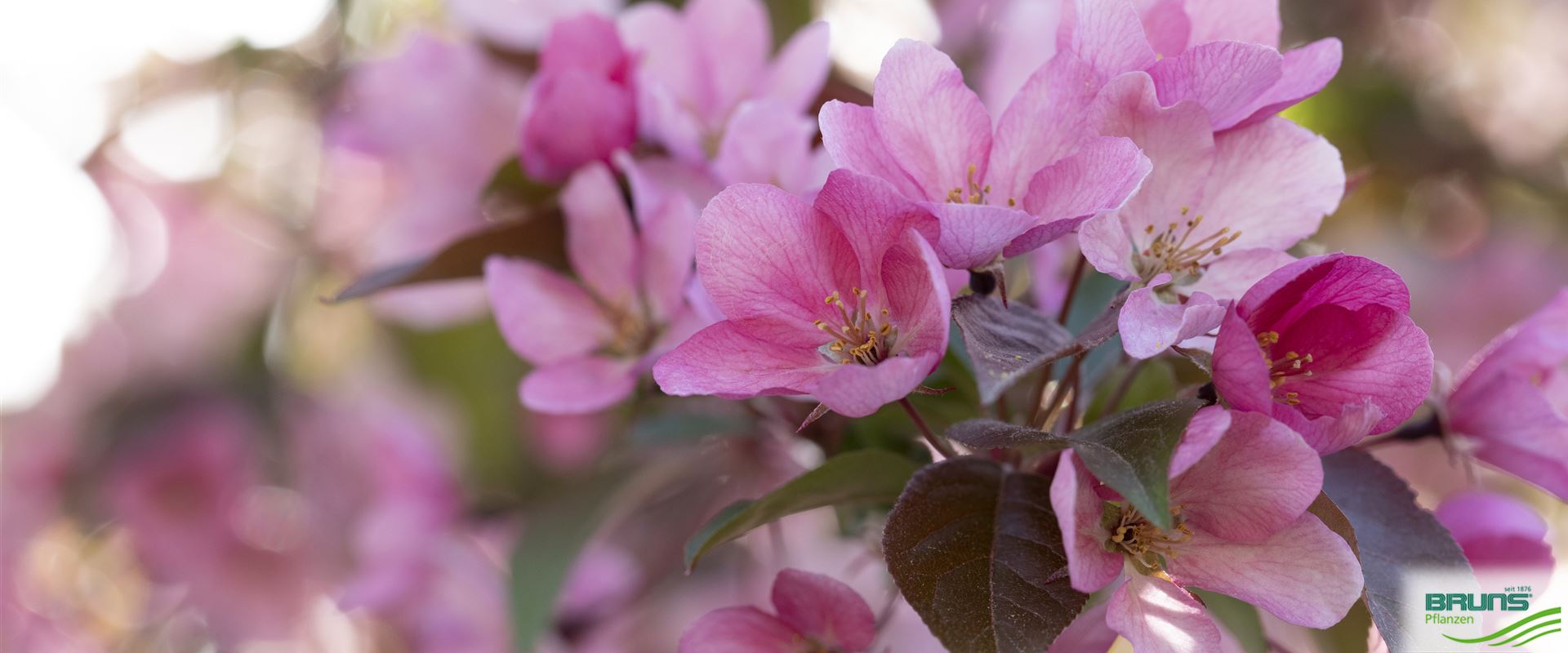 Malus 'Red Splendor' von Bruns Pflanzen
