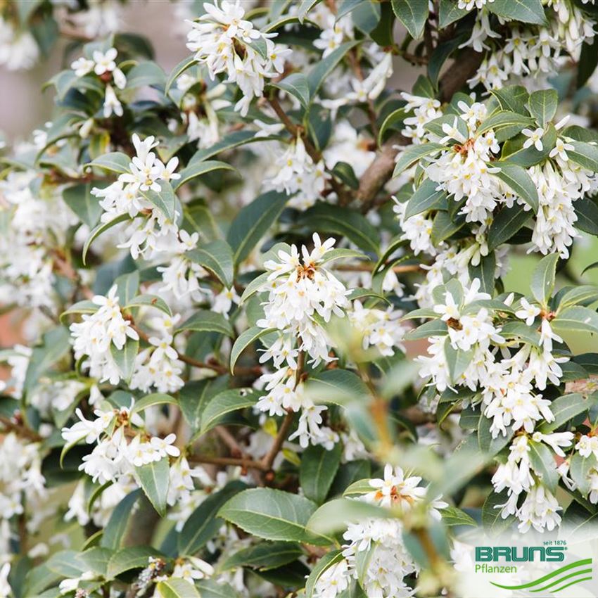 osmanthus-burkwoodii-burkwoods-duftbl-te-von-bruns-pflanzen