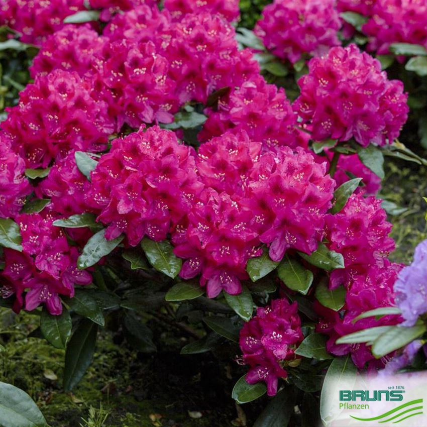 Rhododendron Inkarho (R) 'Nova Zembla' von Bruns Pflanzen