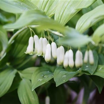 Polygonatum biflorum von Bruns Pflanzen