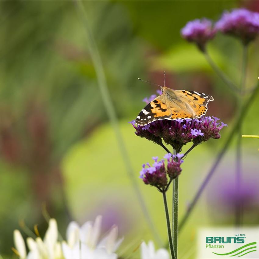 Verbena bonariensis von Bruns Pflanzen