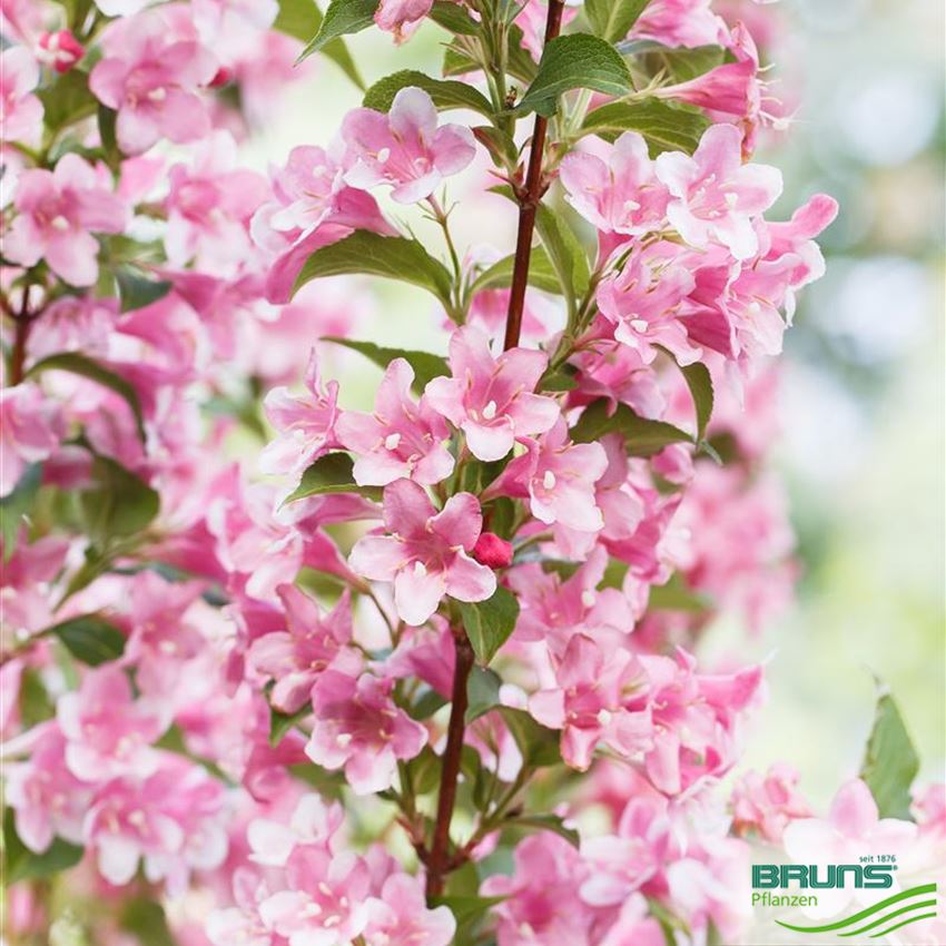 Weigela florida, Liebliche Weigelie von Bruns Pflanzen
