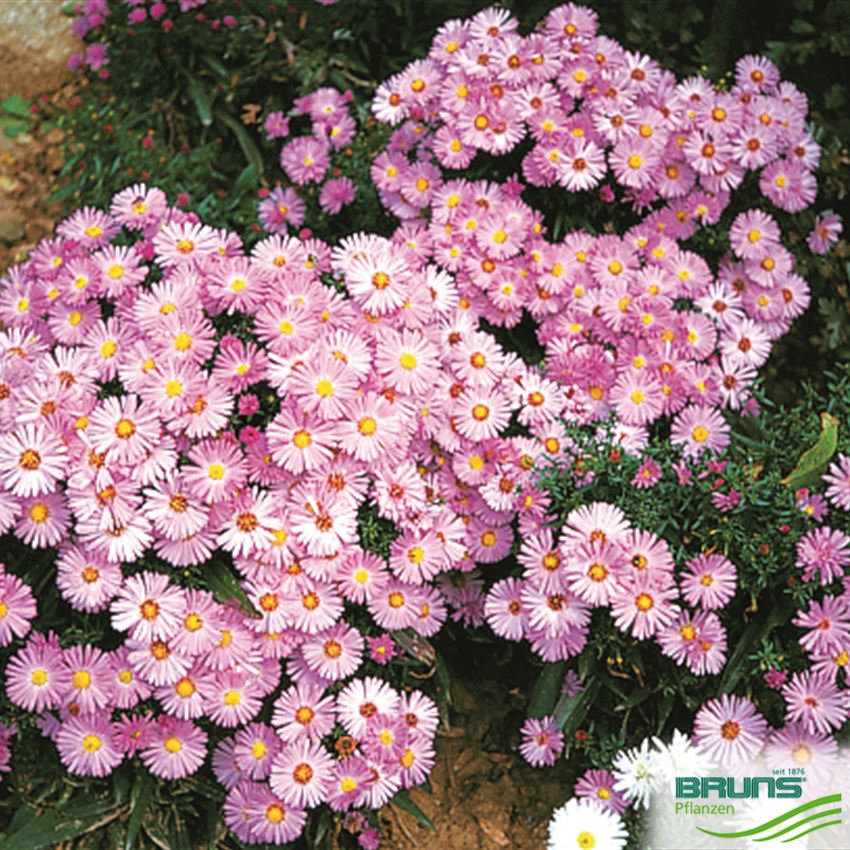 Aster Dumosus Herbstgruss Vom Bresserhof Von Bruns Pflanzen