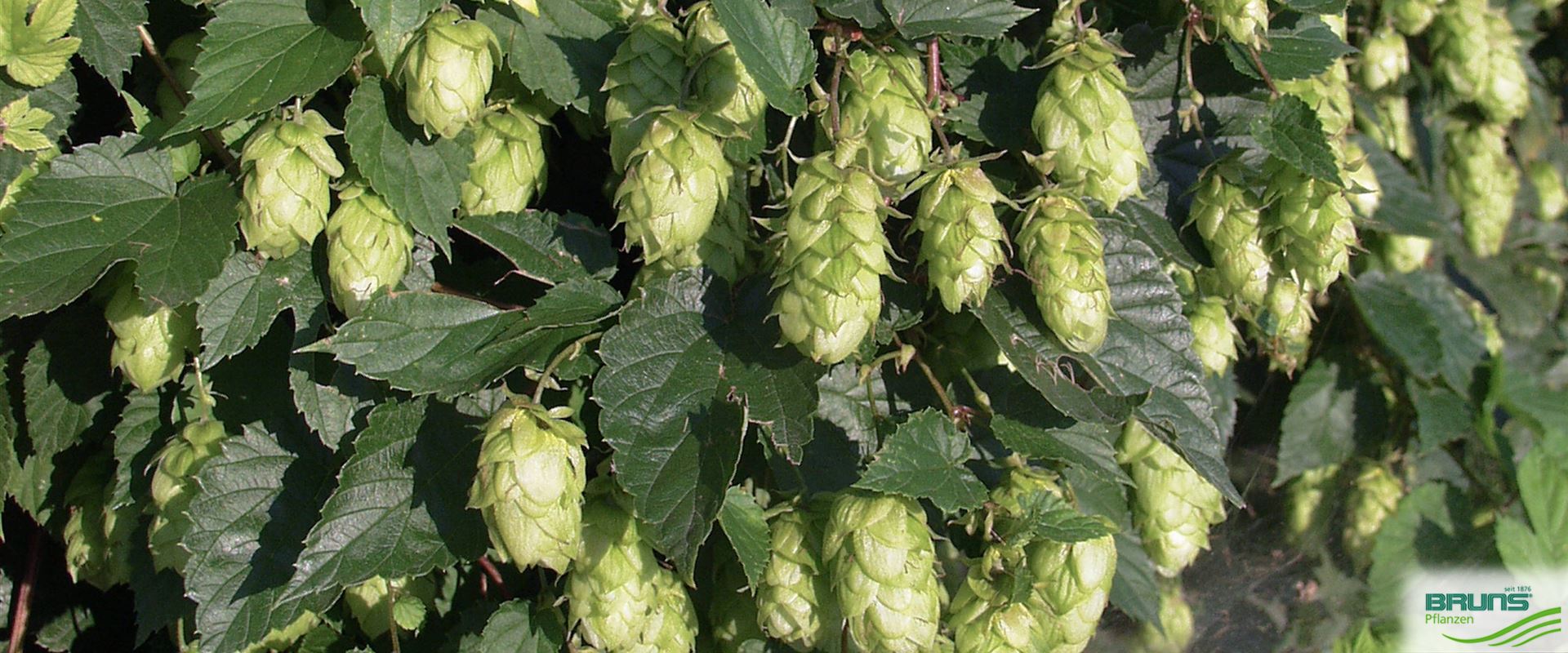 Humulus lupulus, Gewöhnlicher Hopfen von Bruns Pflanzen