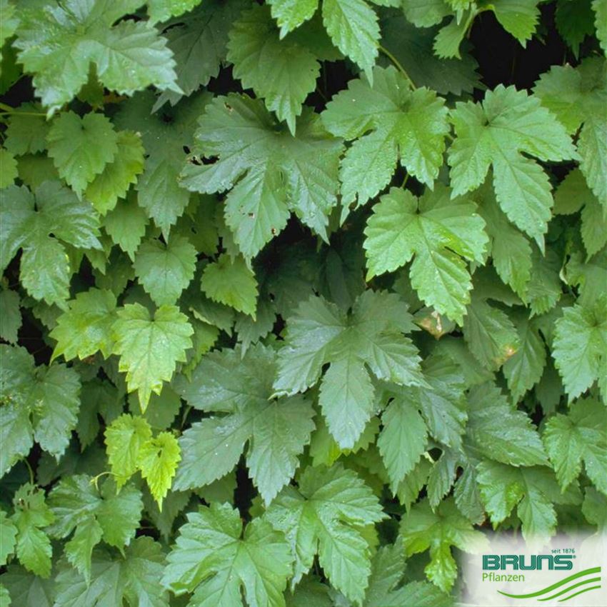 Humulus lupulus, Gewöhnlicher Hopfen von Bruns Pflanzen