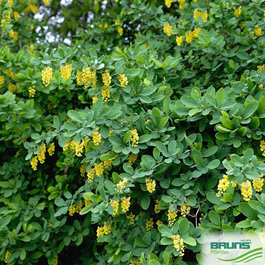 Berberis vulgaris, Gewöhnliche Berberitze, Sauerdorn von Bruns Pflanzen