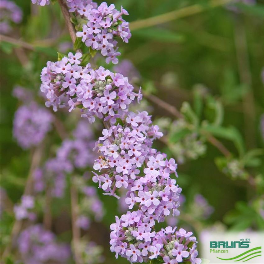 Buddleja alternifolia, Wechselblättriger Sommerflieder von Bruns Pflanzen