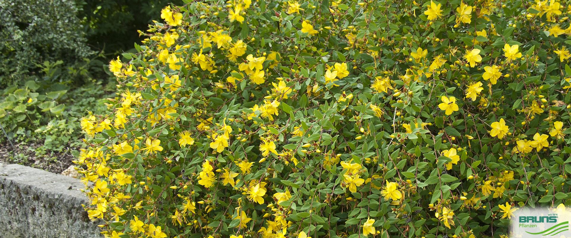 Hypericum moserianum von Bruns Pflanzen