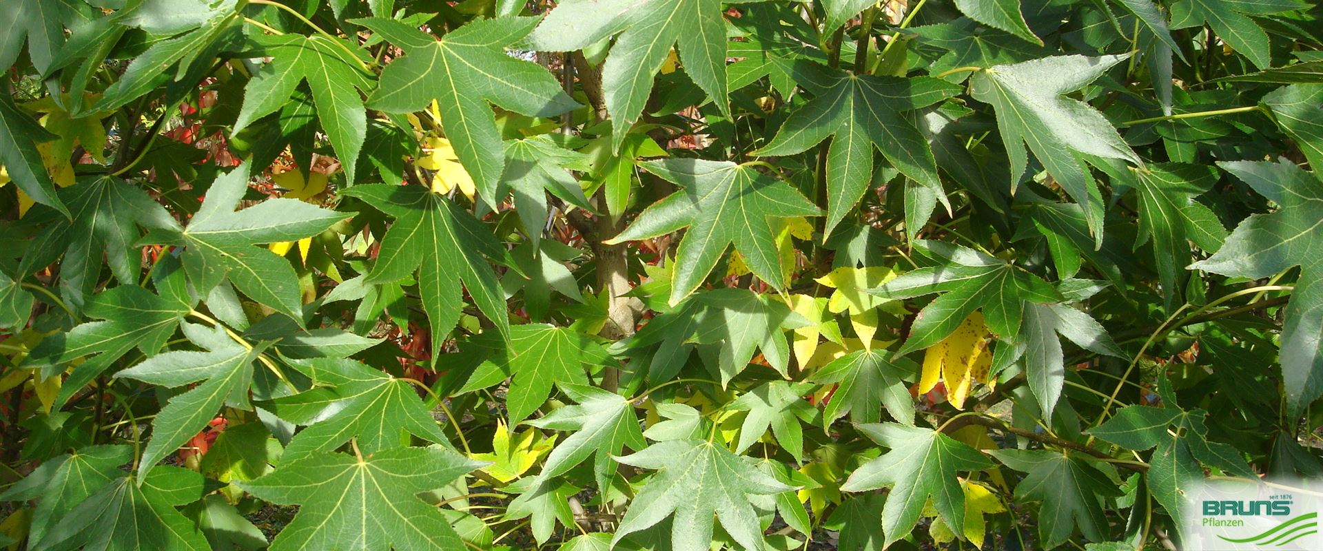 Liquidambar styraciflua 'Paarl' (R), SäulenAmberbaum 'Paarl' von Bruns
