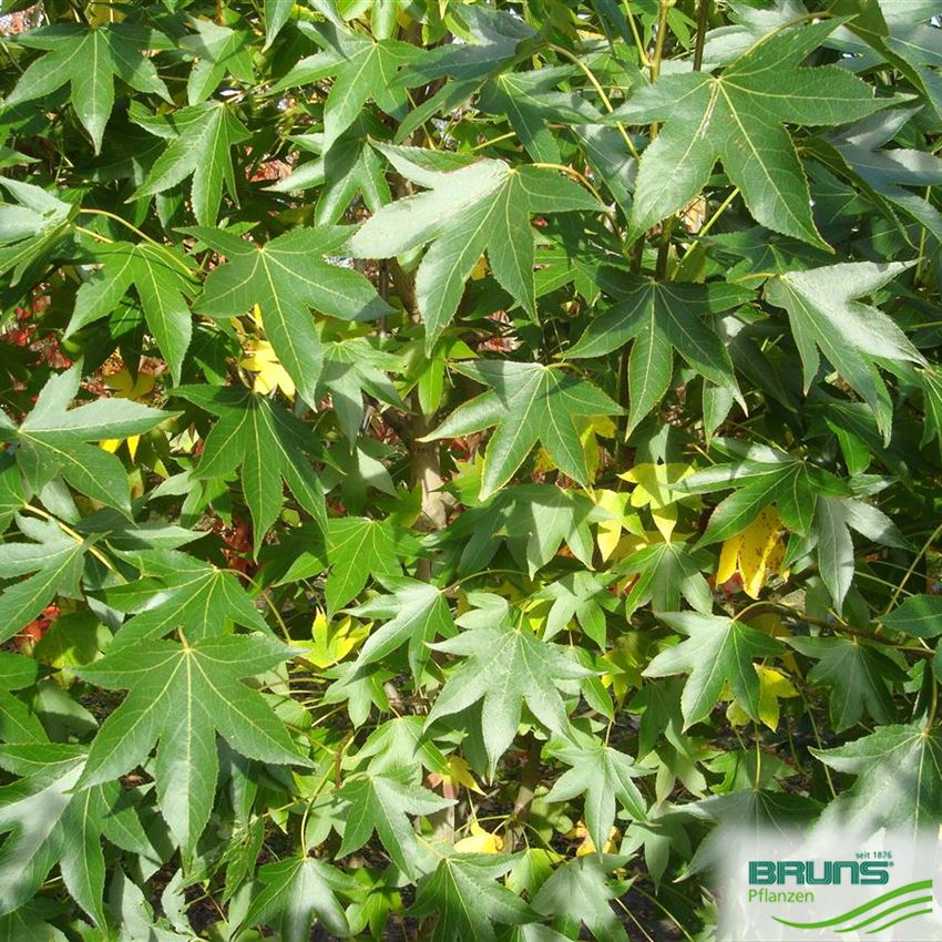 Liquidambar styraciflua 'Paarl' (R), SäulenAmberbaum 'Paarl' von Bruns