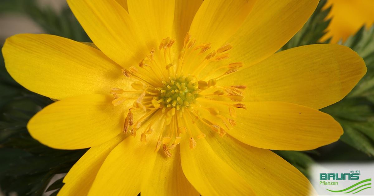 Adonis Amurensis Amur Adonisroschen Von Bruns Pflanzen