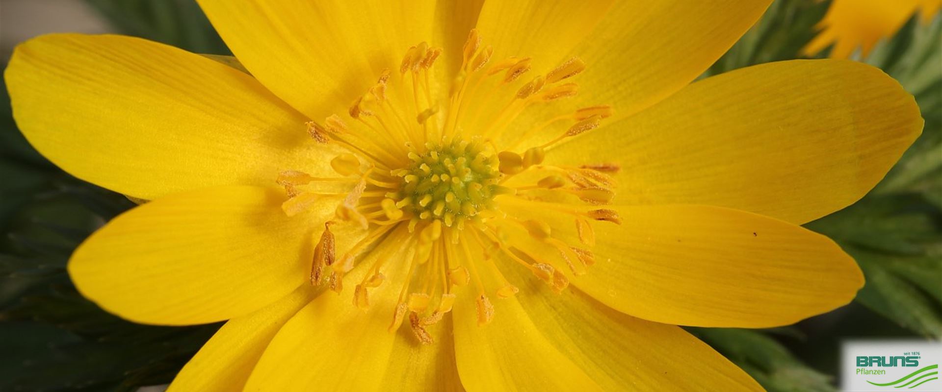 Adonis amurensis, Amur-Adonisröschen von Bruns Pflanzen