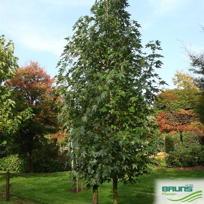 Liquidambar styraciflua 'Paarl' (R), SäulenAmberbaum 'Paarl' von Bruns