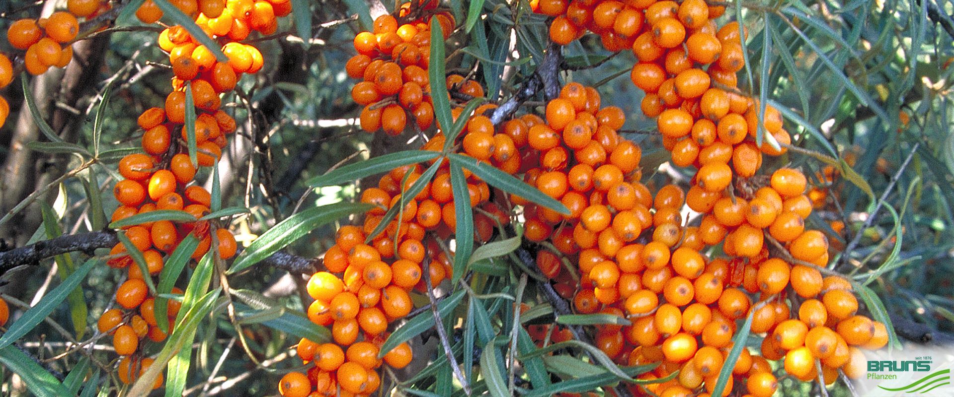 Hippophae rhamnoides 'Frugana' von Bruns Pflanzen