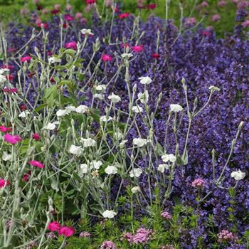 Lychnis_coronaria_Alba_HRM_Q3.jpg