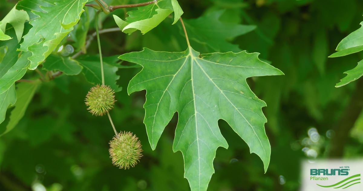 Platanus orientalis, Platane von Bruns Pflanzen