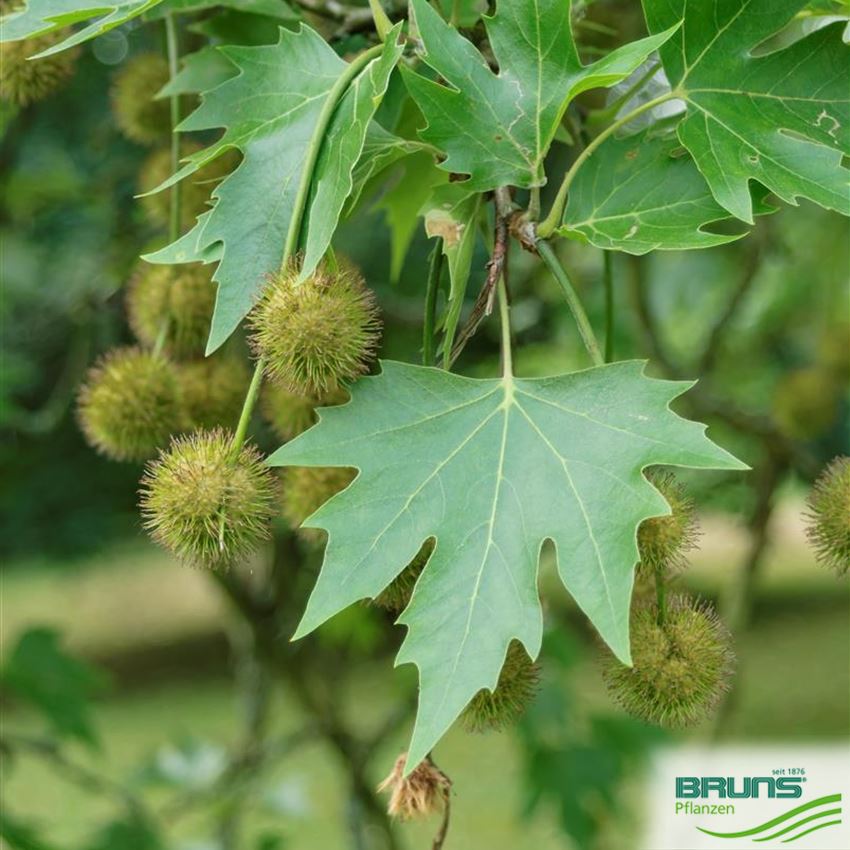 Platanus Orientalis Oriental Plane Von Bruns Pflanzen platanus-orientalis-oriental-plane-von-bruns-pflanzen
