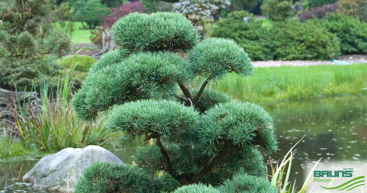 Pinus sylvestris 'Typ Norwegen' von Bruns Pflanzen