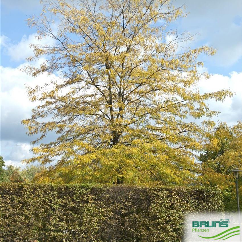 Gleditsia triacanthos, Dreidorniger Lederhülsenbaum