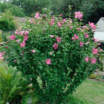 Hibiscus syriacus 'Woodbridge' von Bruns Pflanzen