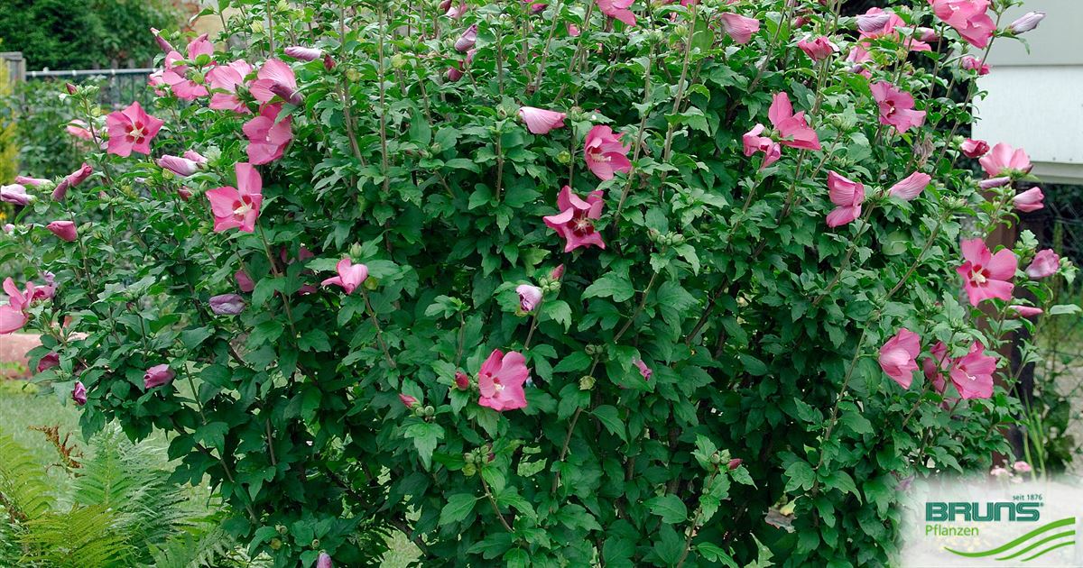 Hibiscus syriacus 'Woodbridge' von Bruns Pflanzen