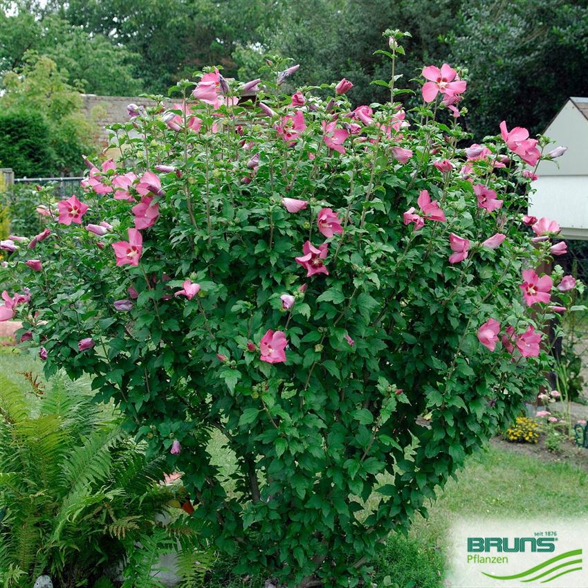 Hibiscus syriacus 'Woodbridge' von Bruns Pflanzen