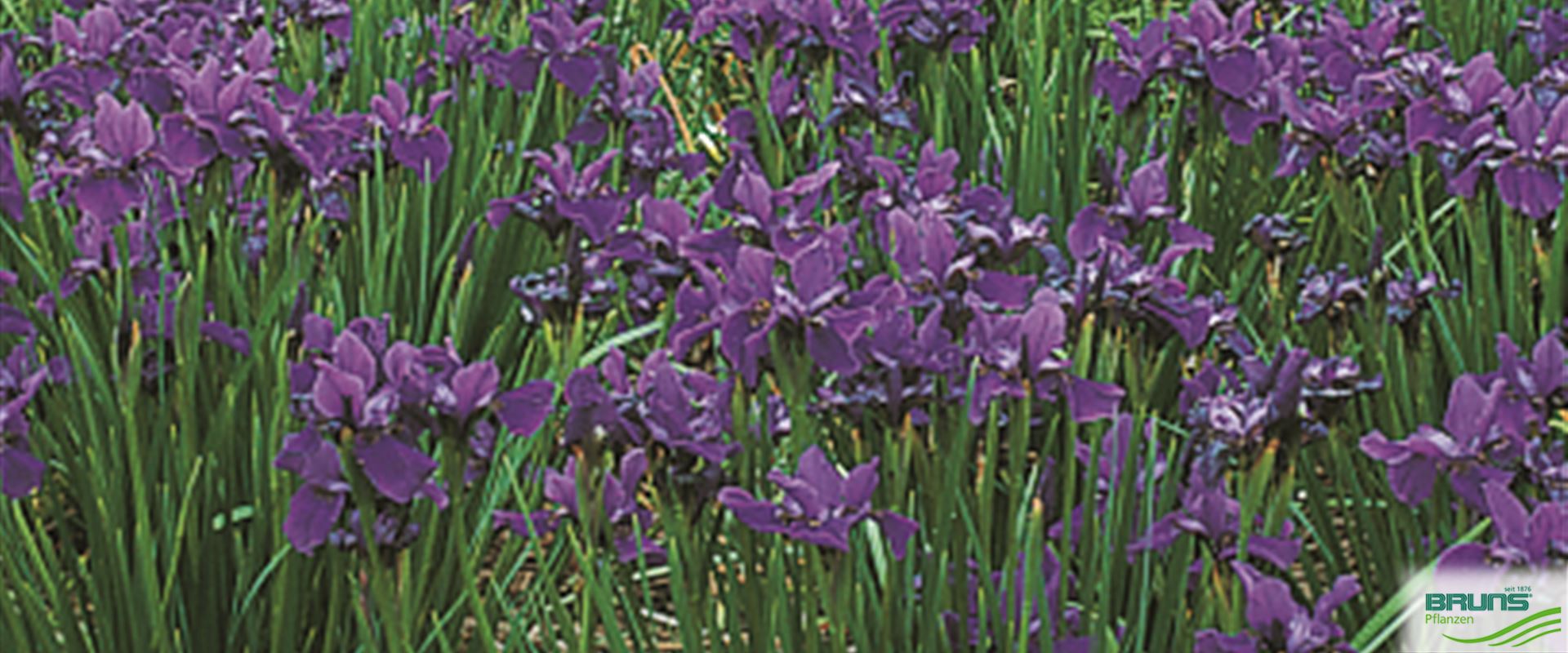 59+ Das Pflanzen Von Iris Sibirica, Wühlmäuse gehen gelegentlich an