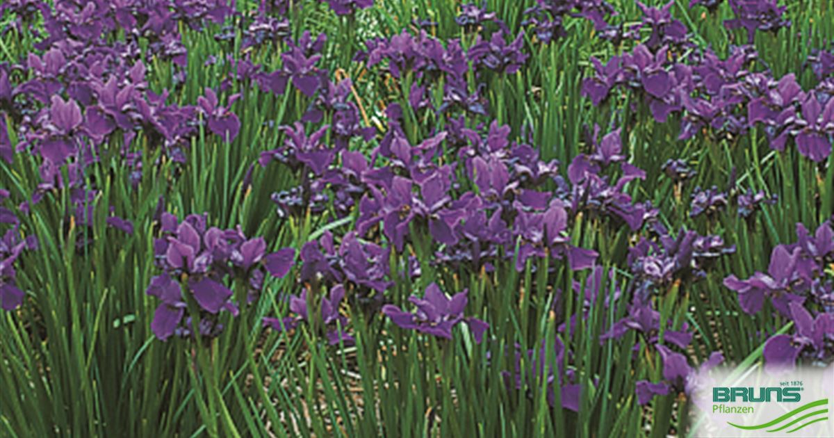 Iris sibirica 'Dreaming Spires' von Bruns Pflanzen