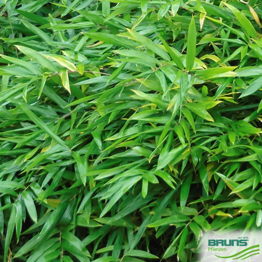 Pleioblastus pumilus von Bruns Pflanzen