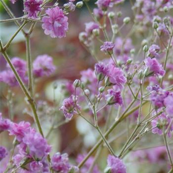 Gypsophila paniculata 'Flamingo' von Bruns Pflanzen