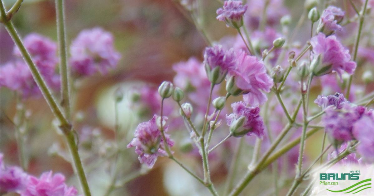 Gypsophila paniculata 'Flamingo' von Bruns Pflanzen