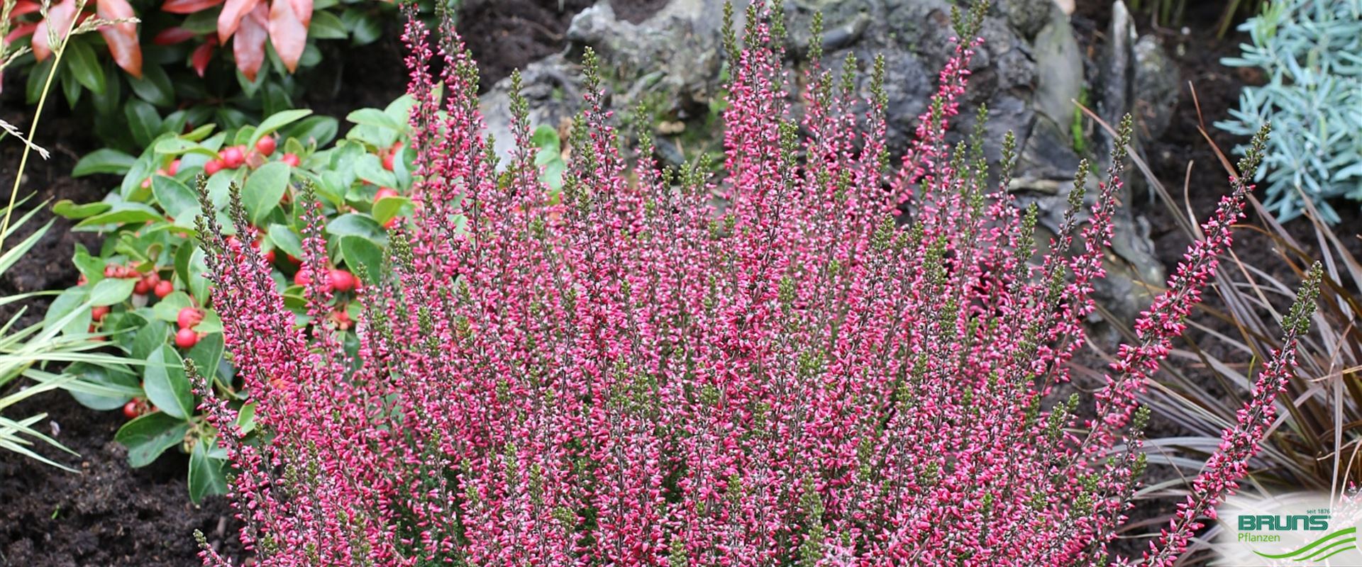 Calluna 'Rosita' (S) von Bruns Pflanzen