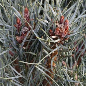 Pinus_sylvestris_Glauca_1S1B0024.JPG