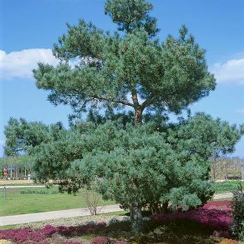 Pinus_sylvestris_Glauca_3003_0014.jpg