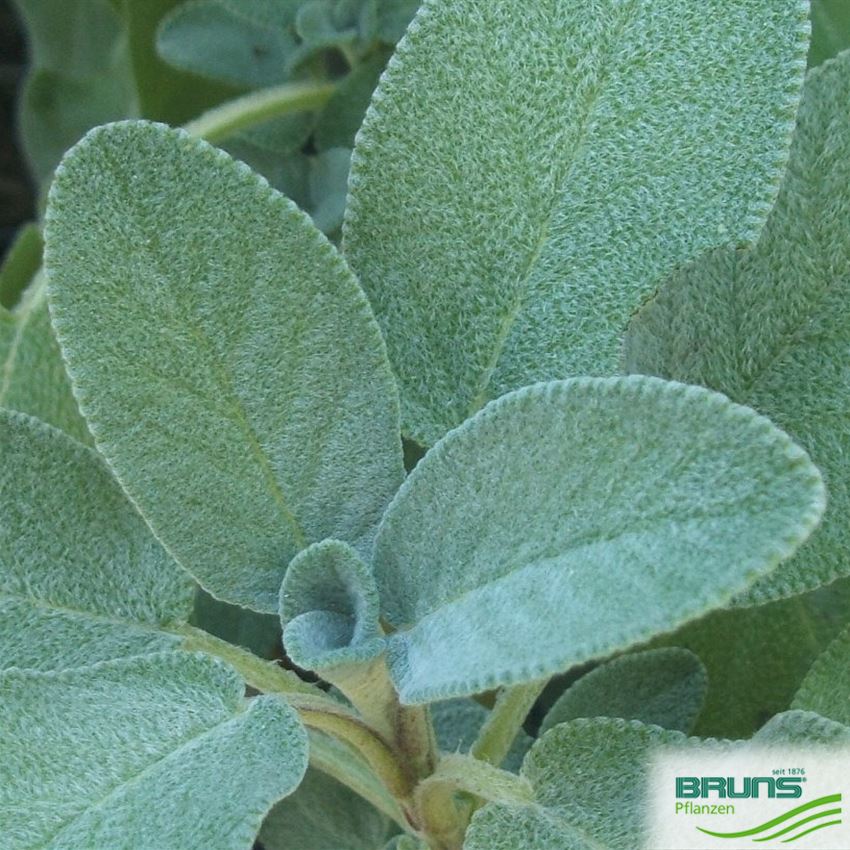 Salbei, Echter Salbei - Bienenweide - Salvia Officinalis