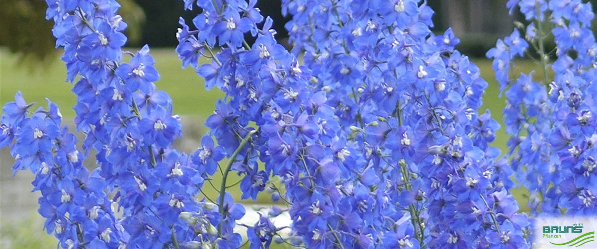 Delphinium Elatum Lanzentraeger Von Bruns Pflanzen 