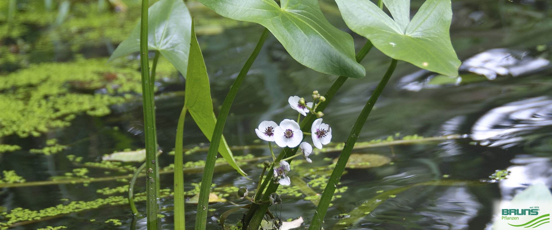 Sagittaria sagittifolia ssp. sagittifolia, Pfeilkraut von Bruns Pflanzen