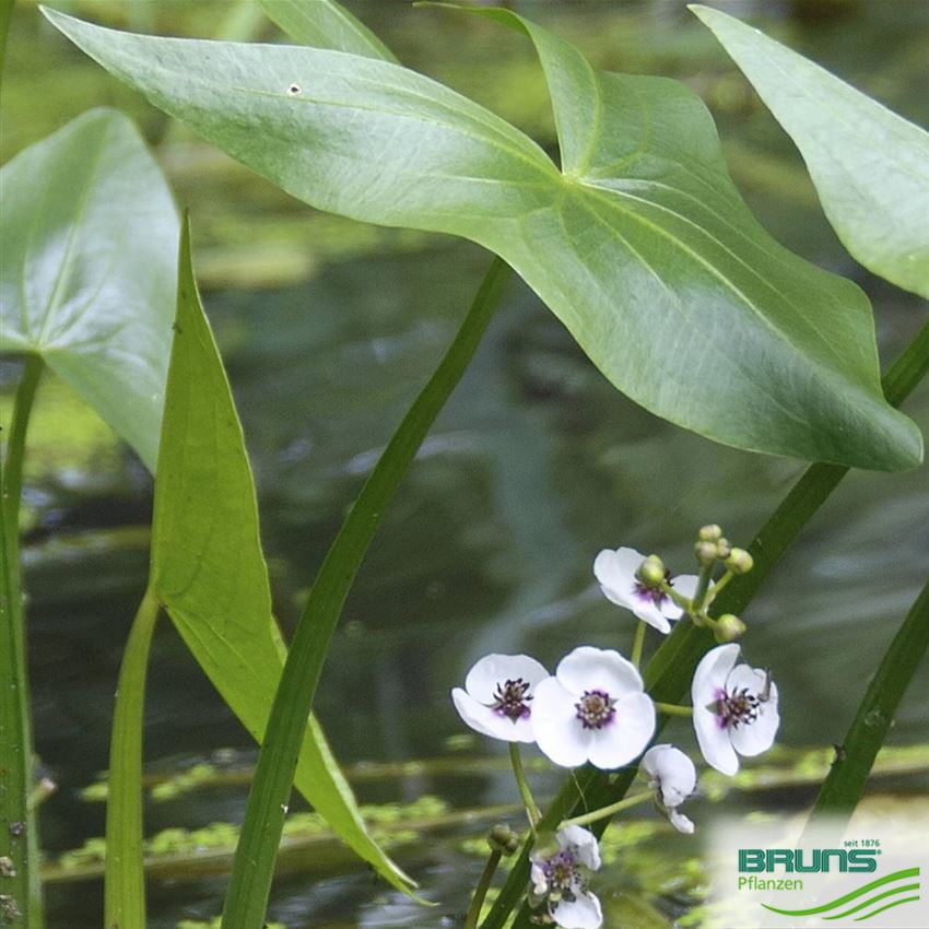 Sagittaria sagittifolia ssp. sagittifolia, Pfeilkraut von Bruns Pflanzen