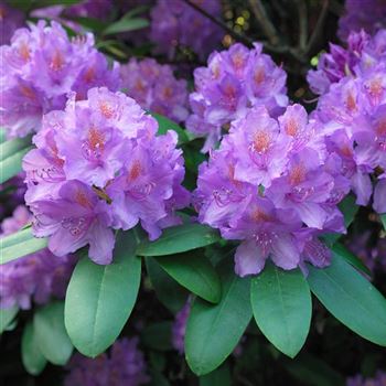 Rhododendron_Catawbiense_Grandiflorum_2006_2230.jpg