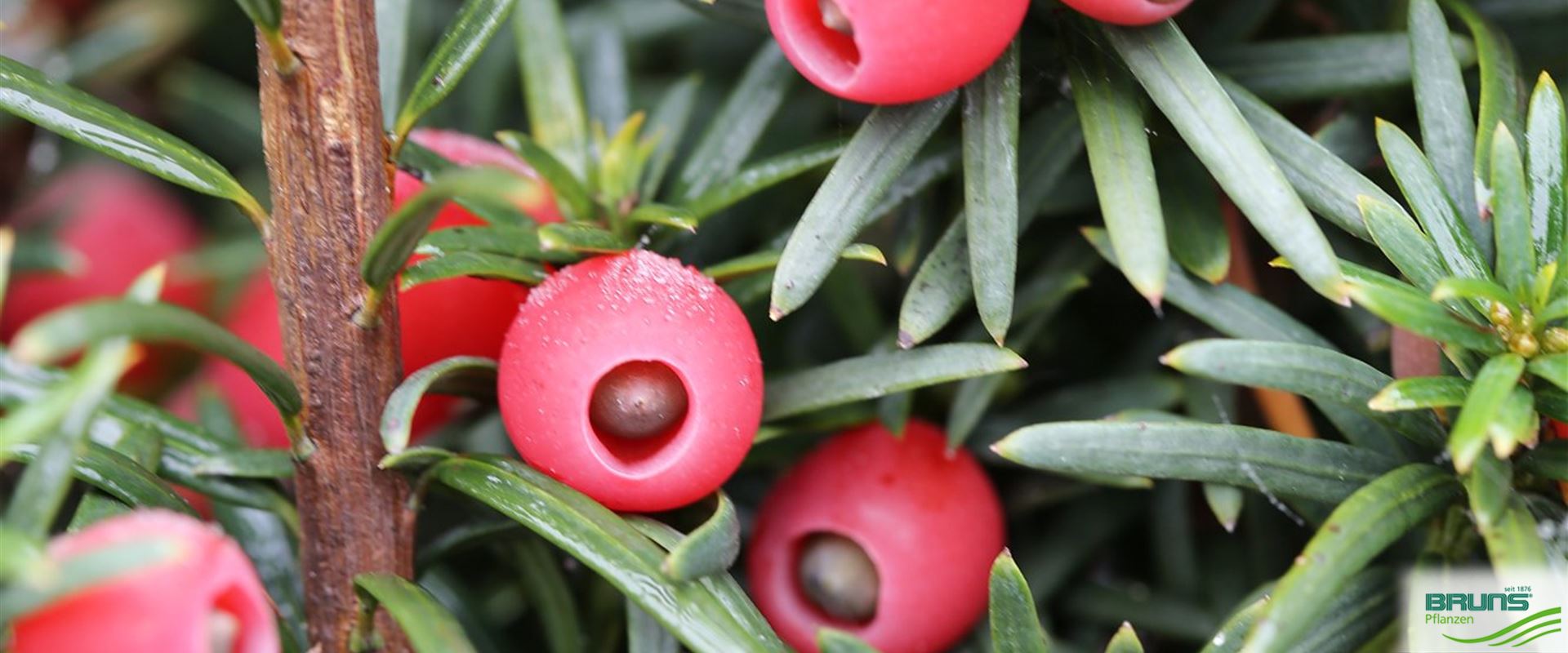 Taxus baccata 'Fastigiata Robusta' von Bruns Pflanzen
