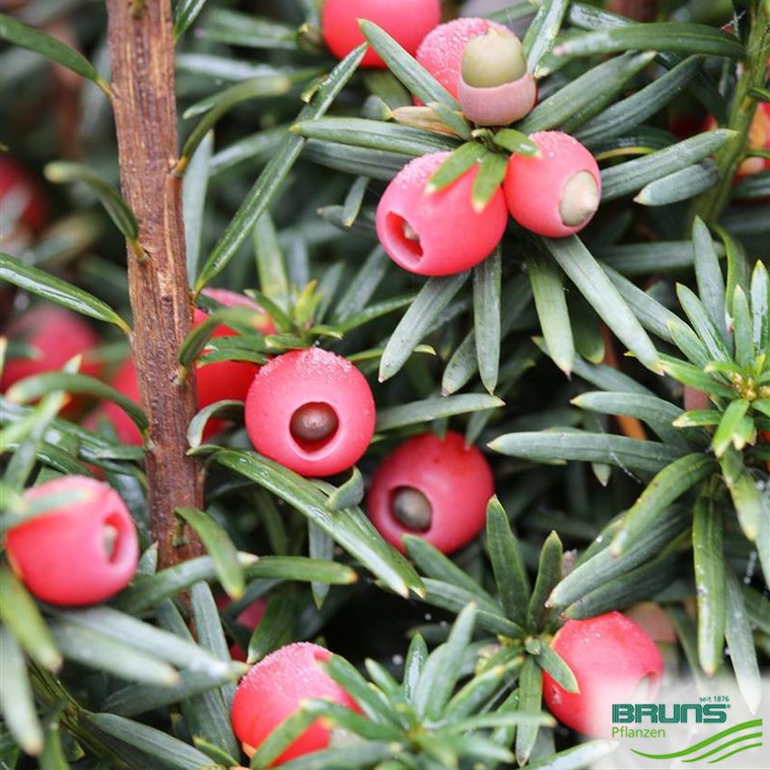 Taxus baccata 'Fastigiata Robusta' von Bruns Pflanzen