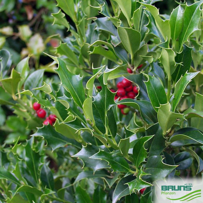 Ilex aquifolium 'Alaska' von Bruns Pflanzen