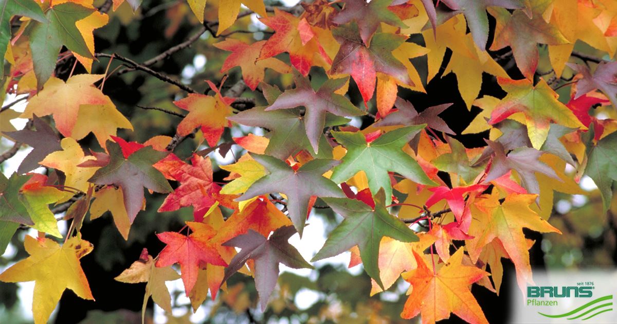 Liquidambar styraciflua, Amberbaum, American Sweetgum von Bruns Pflanzen