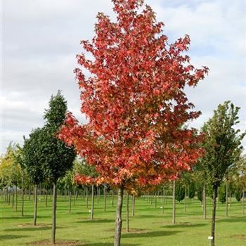 Liquidambar styraciflua, Amberbaum, American Sweetgum von Bruns Pflanzen